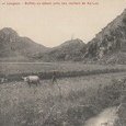 Tonkin - Langson Buffles au labour près des (…)