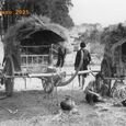 Cambodge Charrettes à l'étape éditeur (…)