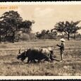 Vietnam Gia Dinh - Travaux des cultivateurs (…)