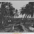 Vietnam Annam Paysage éditeur inconnu (…)